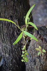 Prosthechea ochracea