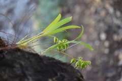 Prosthechea ochracea