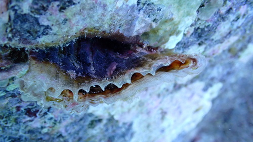 Streptopinna saccata observed 2025-10-03