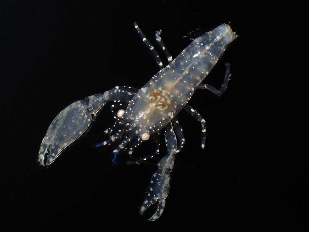Ascidonia californiensis