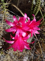 Matucana haynii herzogiana