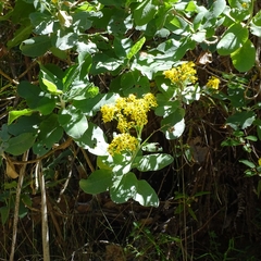 Acrisione denticulata