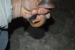 Cacophis squamulosus