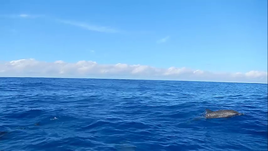 Photo of Atlantic spotted dolphin (Stenella frontalis)