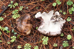 Boletopsis leucomelaena