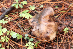 Boletopsis leucomelaena