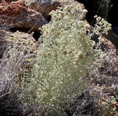 Pseudognaphalium canescens