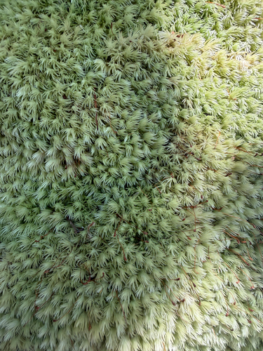 Leucobryum gracile observed 2025-10-03