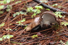 Boletopsis leucomelaena
