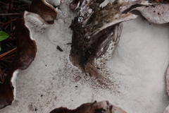 Boletopsis leucomelaena