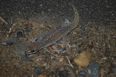 Oedura tryoni
