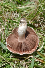 Agaricus cupreobrunneus