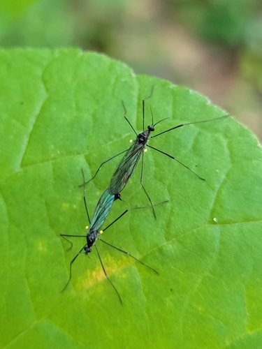 Unknown species found near Wines, Ann Arbor, MI, USA