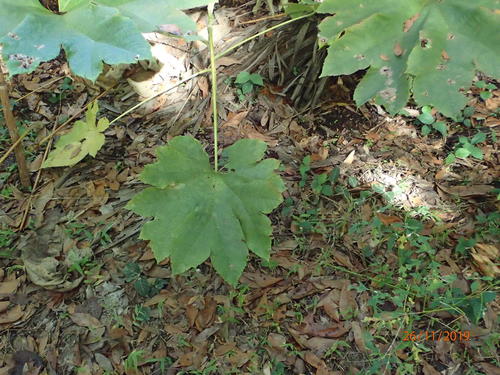 Araliaceae image