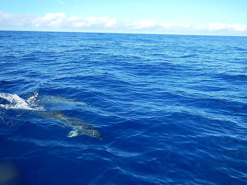 Photo of Atlantic spotted dolphin (Stenella frontalis)