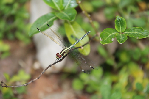 Pied-spot photo 4