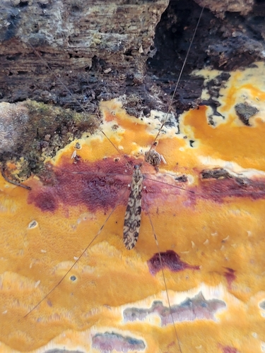Unknown species found near Wines, Ann Arbor, MI, USA