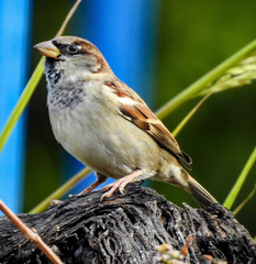 Passer domesticus