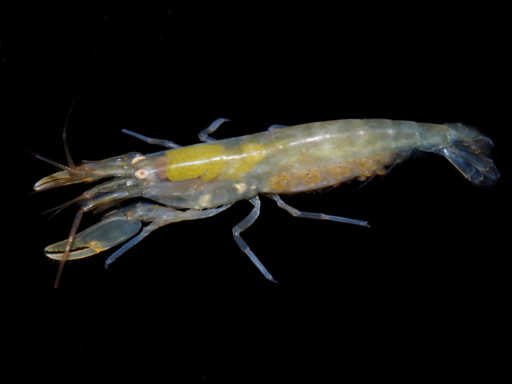Betaeus gracilis