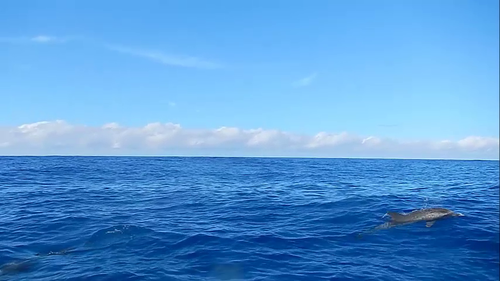 Photo of Atlantic spotted dolphin (Stenella frontalis)