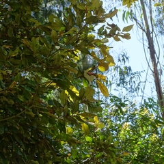 Aextoxicon punctatum