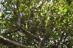 Bolemoreus hindwoodi