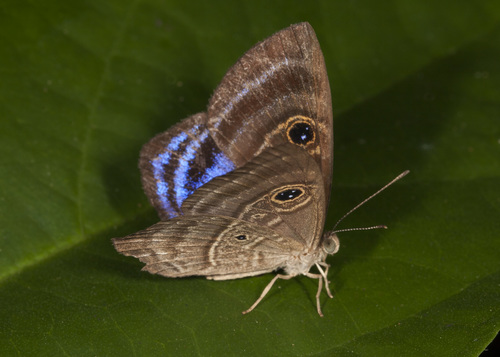 Purple-washed Eyed-Metalmark