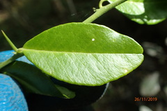 Citrus × aurantium