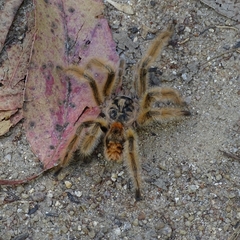 Phrixotrichus vulpinus