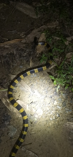 Banded Krait