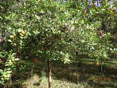 Citrus × aurantium