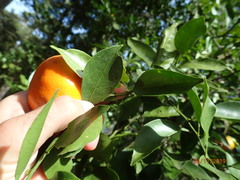 Citrus × aurantium