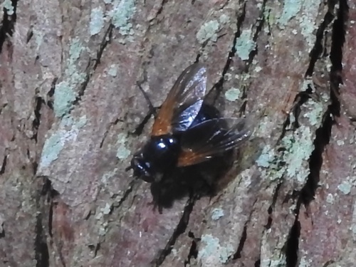 Unknown species found near SE Homan Rd, Gresham, OR, US