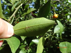 Citrus × aurantium