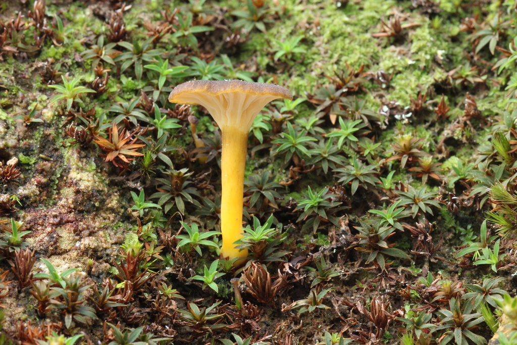 Craterellus sp. 'ignicolor-MX01'