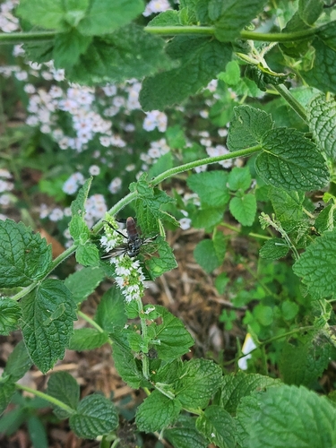 Unknown species found near Tulsa, OK 74107, USA