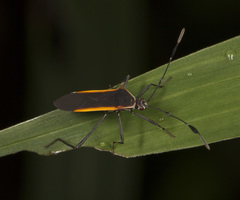 Plapigus circumcinctus