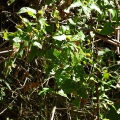 Podanthus ovatifolius