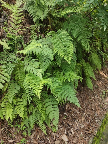 Dryopteris rossii observed 2025-08-15