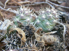 Opuntia fragilis