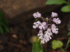 Neotinea conica