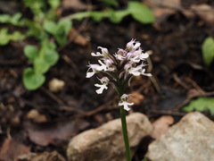 Neotinea conica