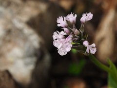 Neotinea conica