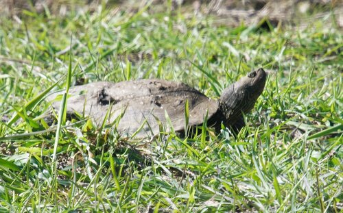 Graptemys geographica