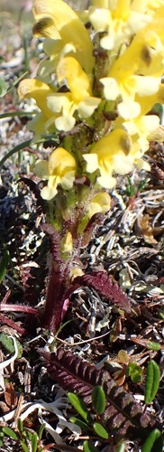 Oeder's lousewort (Pedicularis oederi)