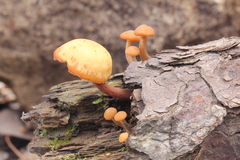 Gymnopilus picreus