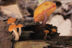 Gymnopilus picreus