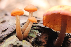 Gymnopilus picreus