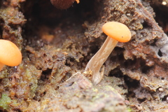 Gymnopilus picreus