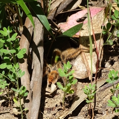 Phrixotrichus vulpinus